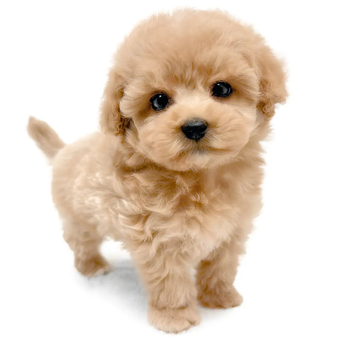 MIX(マルチーズ×トイプードル)