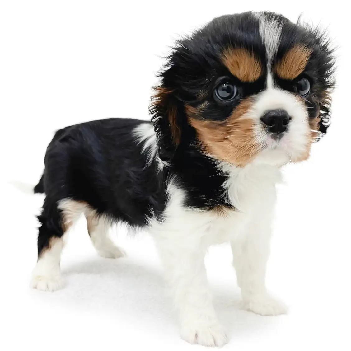 キャバリア・キングチャールズ・スパニエル