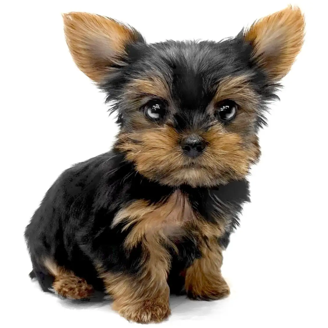 ヨークシャーテリア