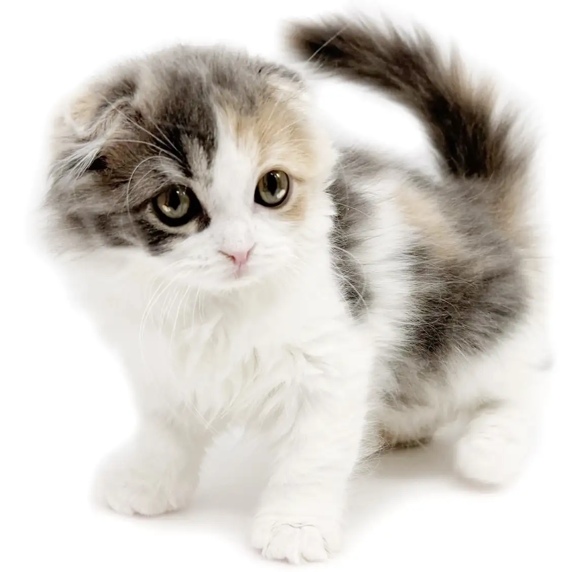 スコティッシュフォールド