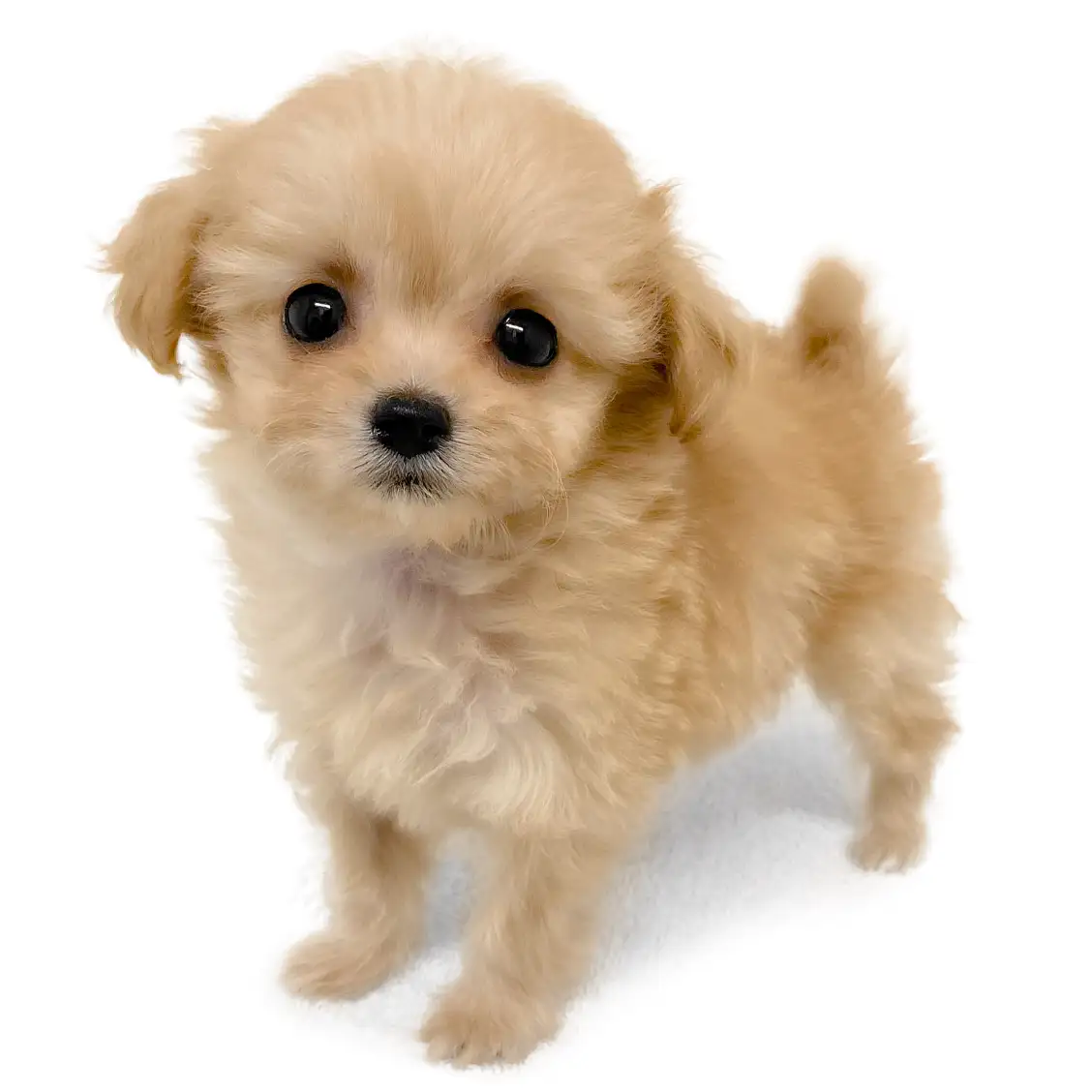 MIX(トイプードル×チワワ)