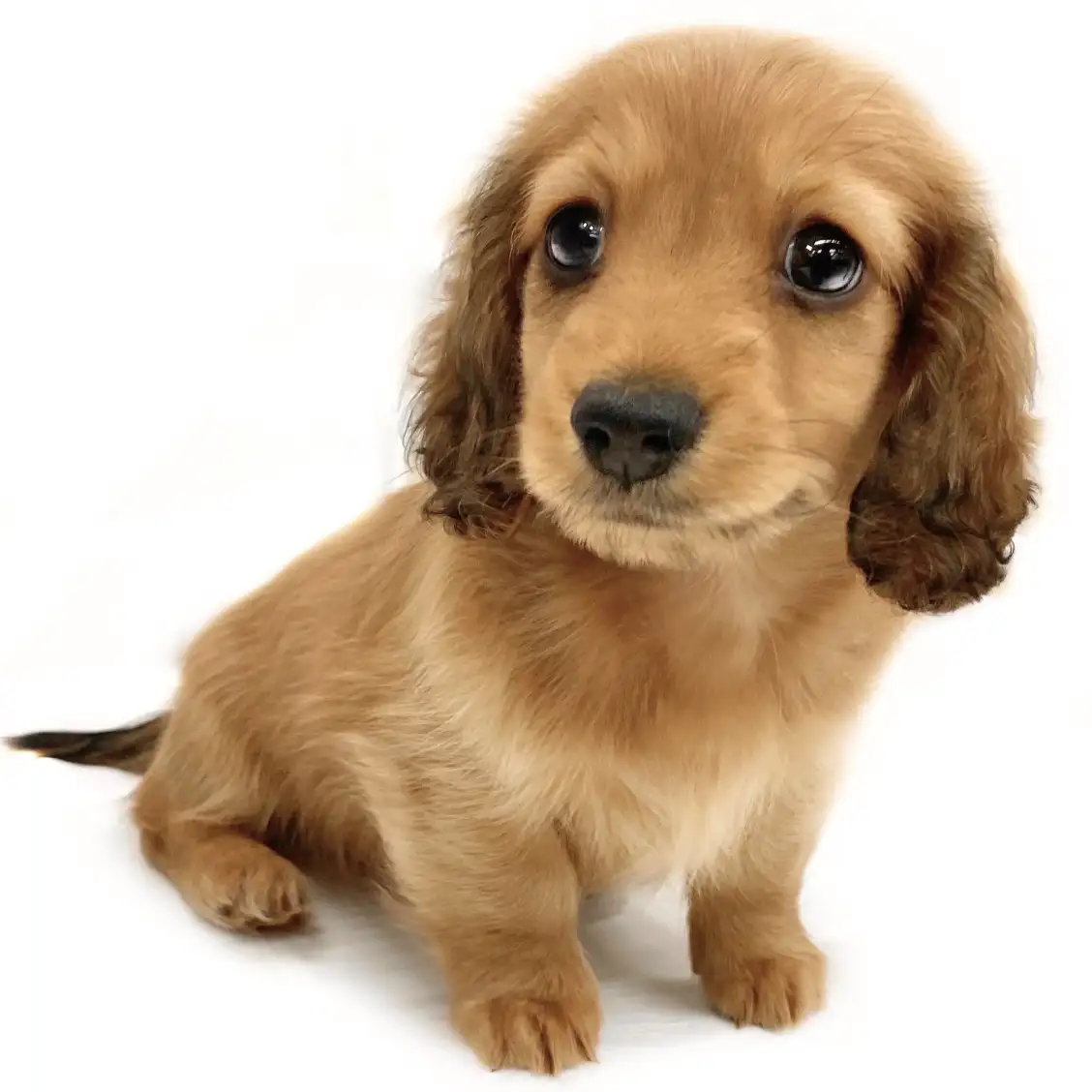 ミニチュア・ダックスフント