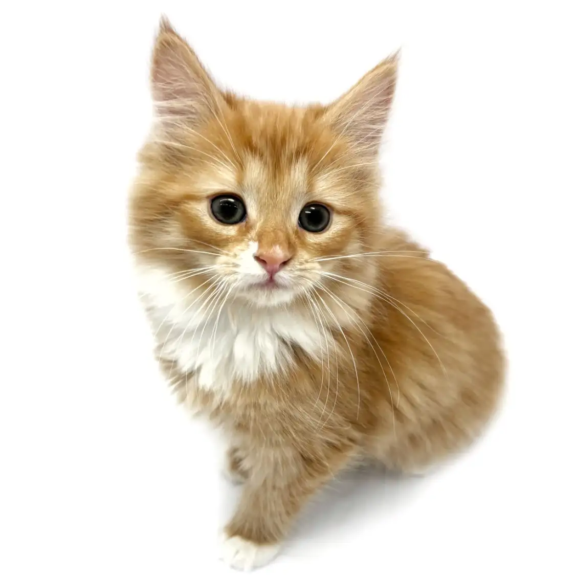 ノルウェージャンフォレストキャット