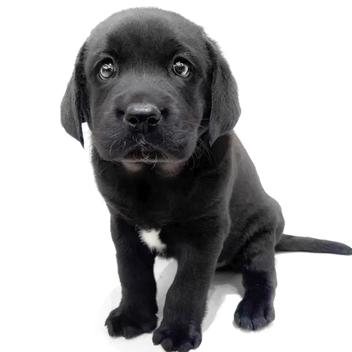 ラブラドールレトリバー