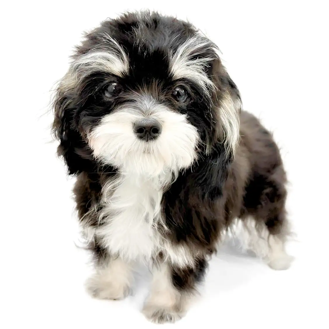 MIX（チワワ×マルチーズ）