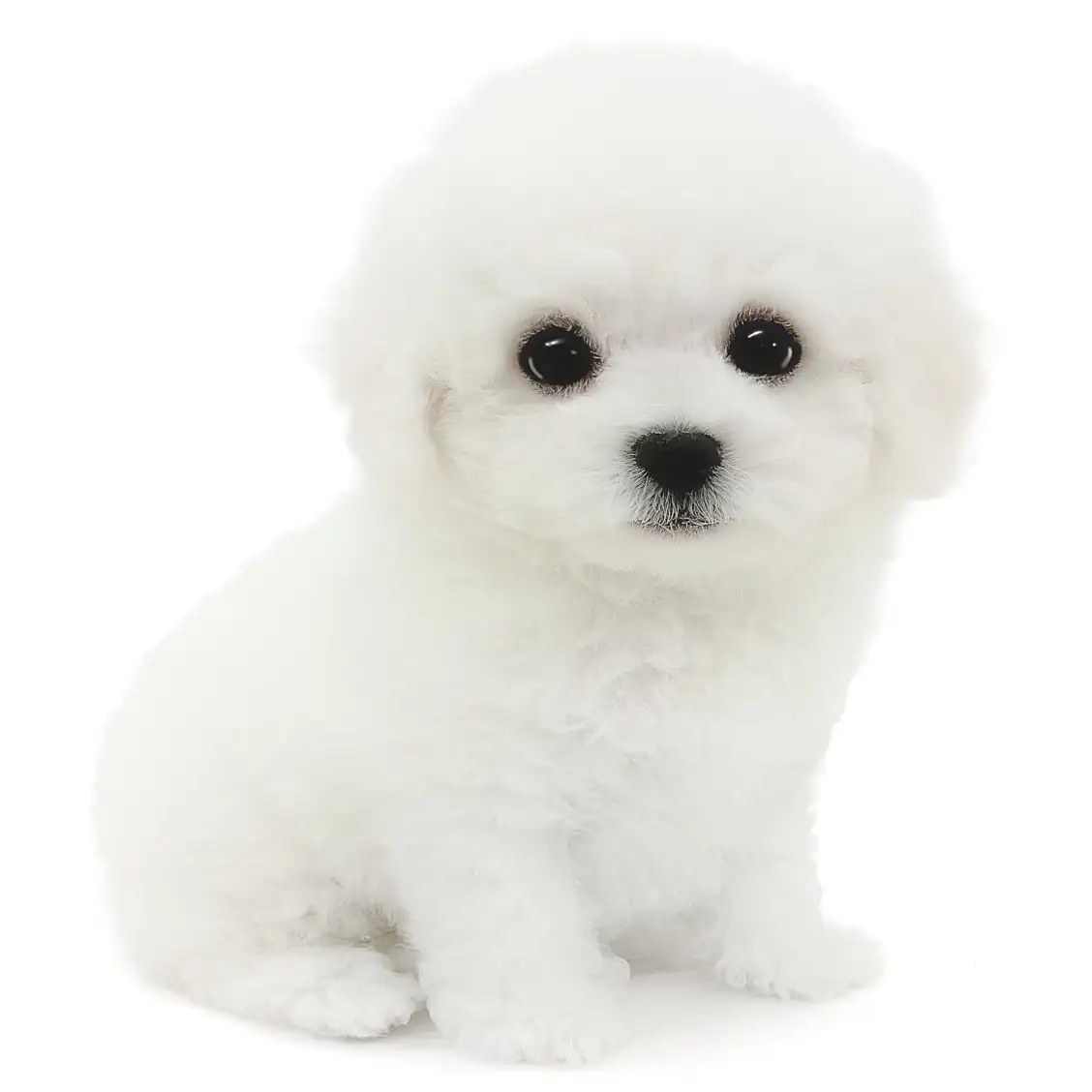 ビションフリーゼ