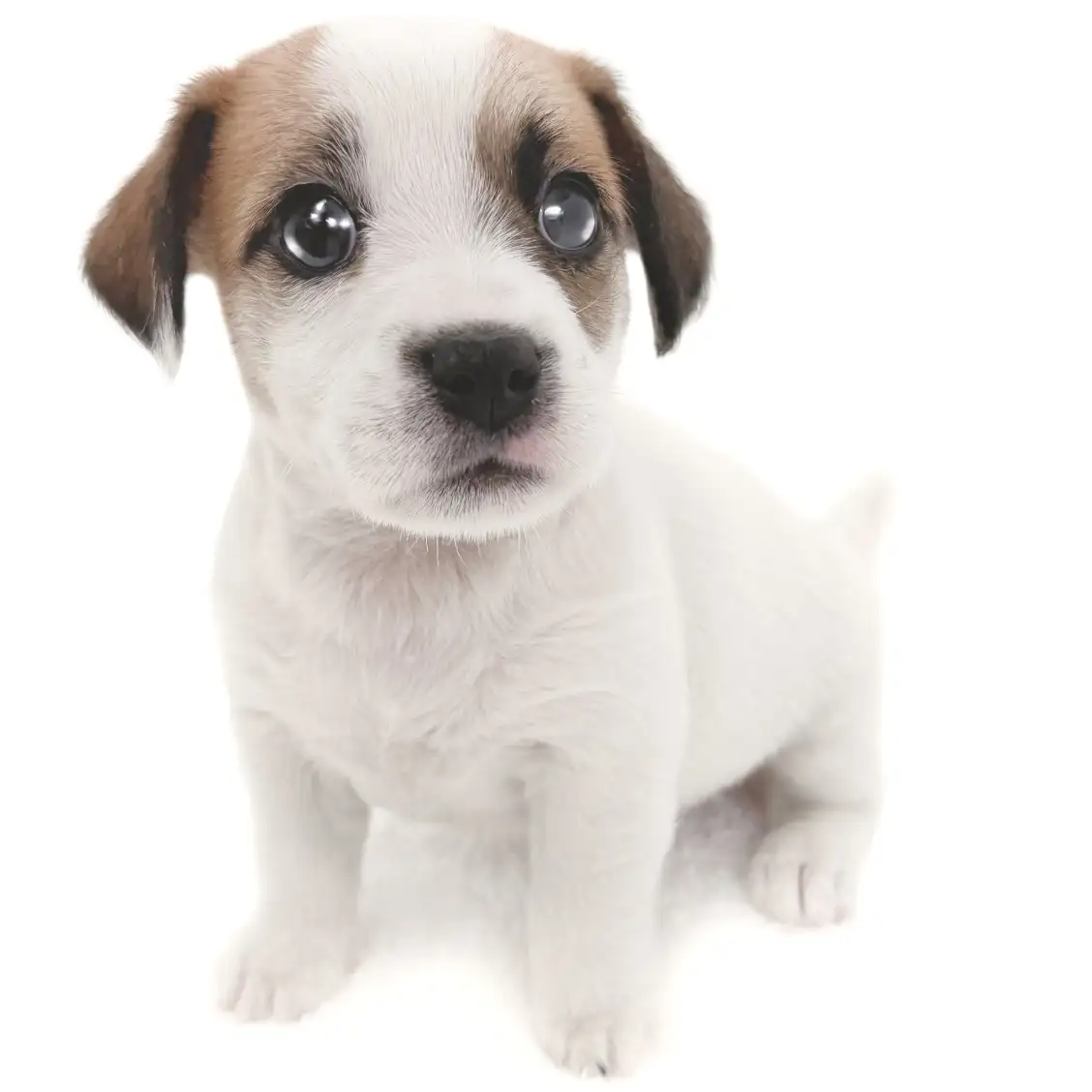 ジャックラッセルテリア