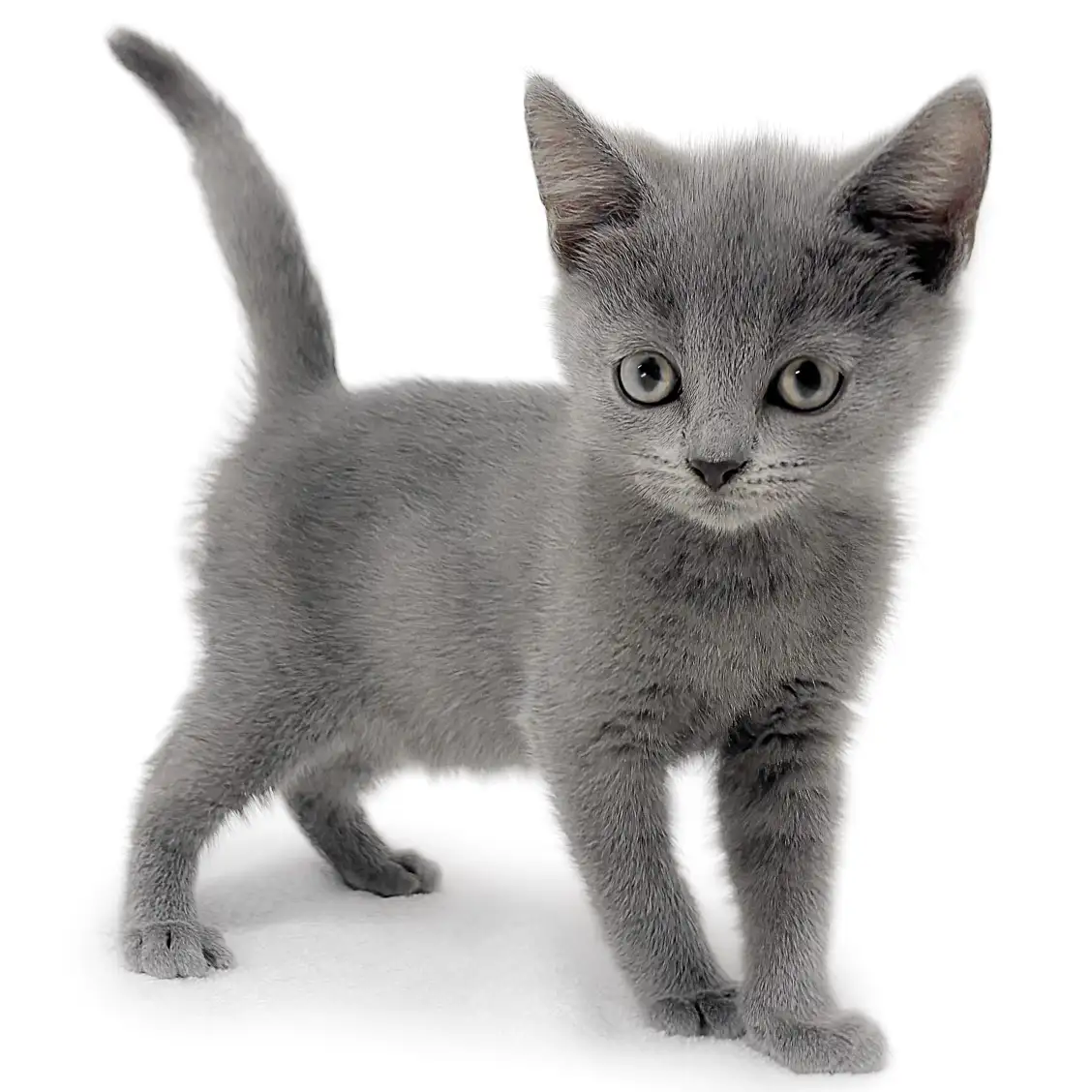 シャルトリュー