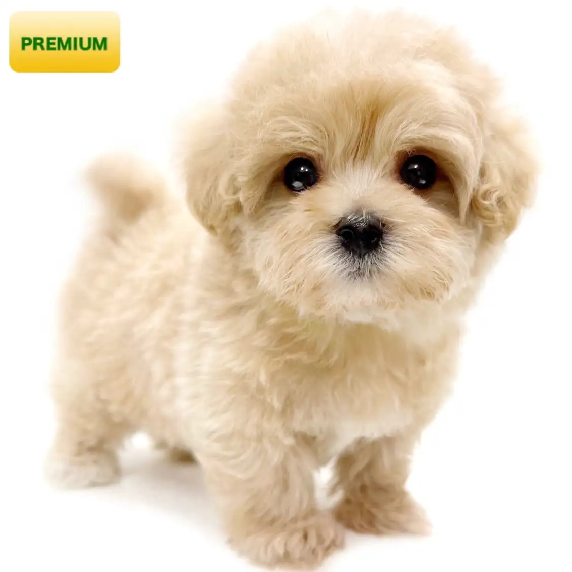 MIX（トイプードル×マルチーズ）