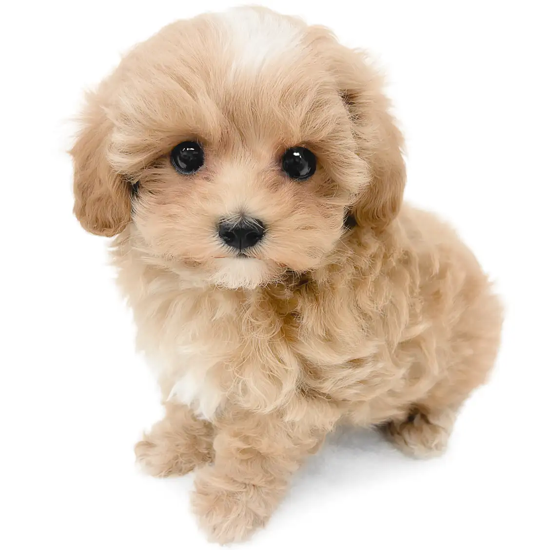 MIX（マルチーズ×トイプードル）