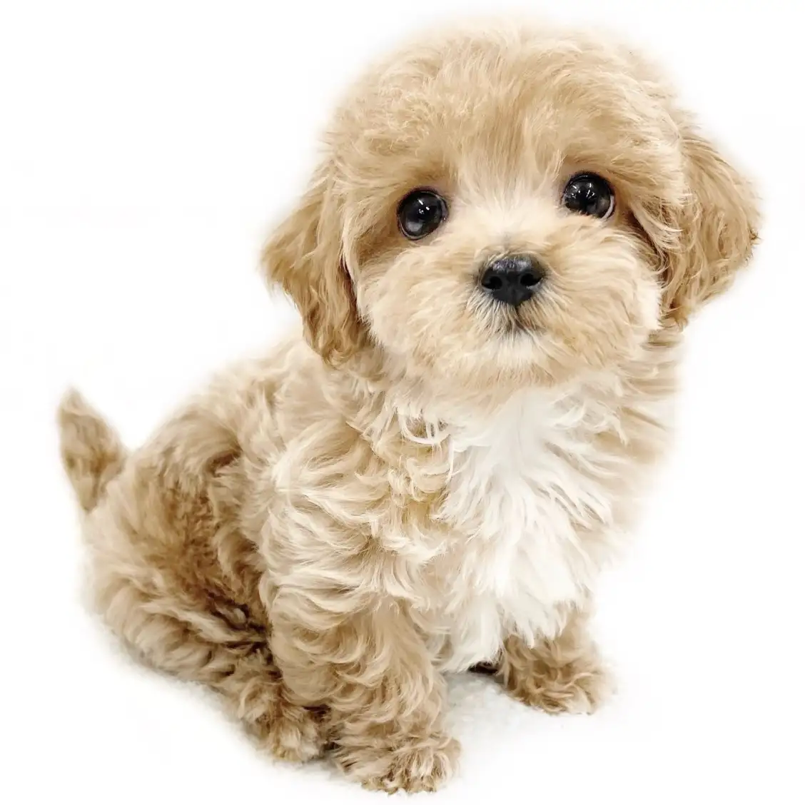 MIX（マルチーズ×トイプードル）