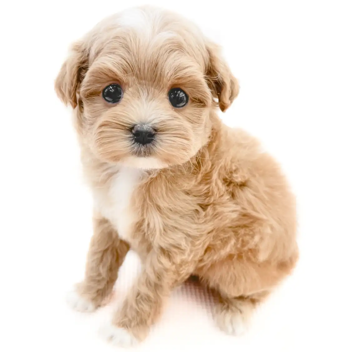 MIX(マルチーズ×トイプードル)