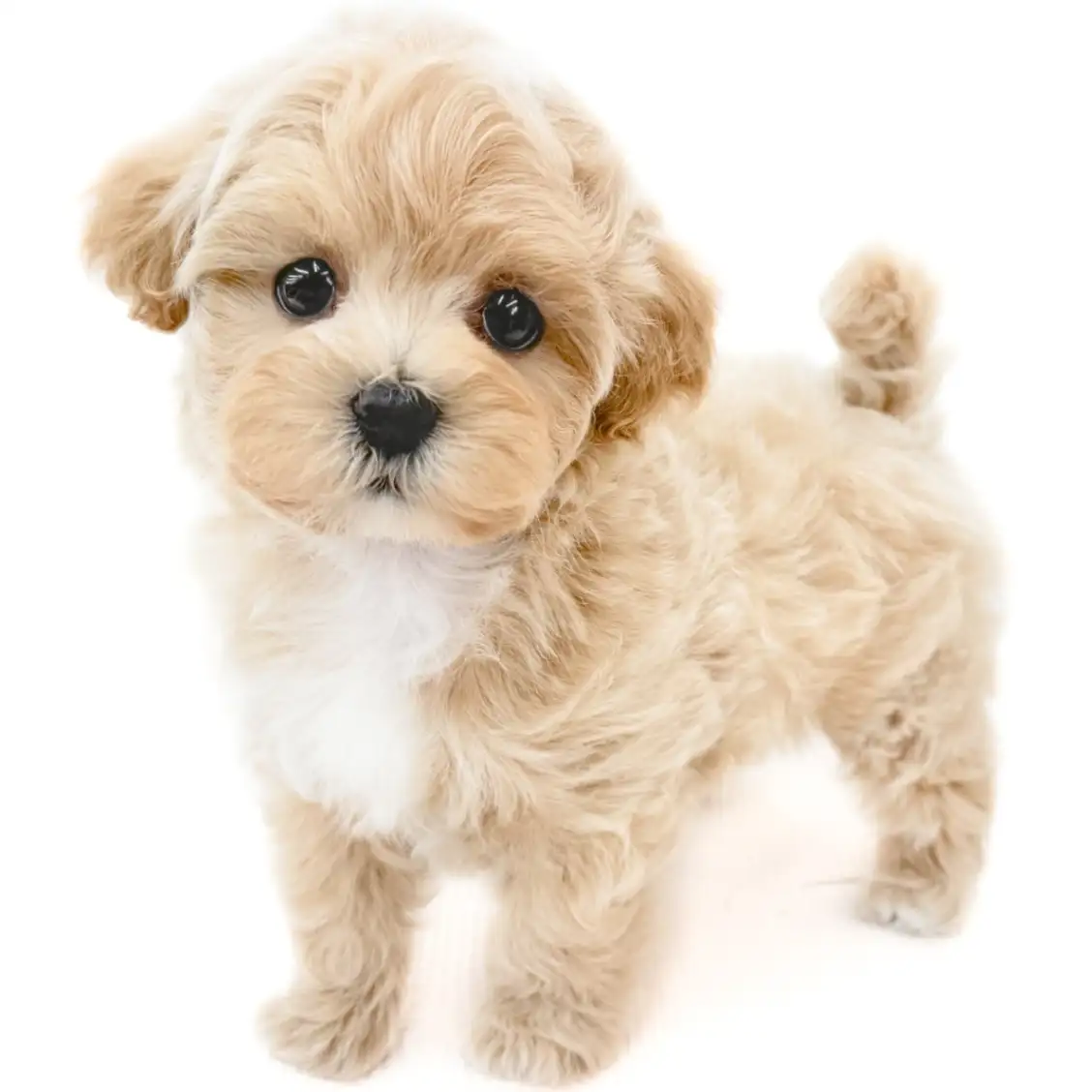 MIX（マルチーズ×トイプードル）