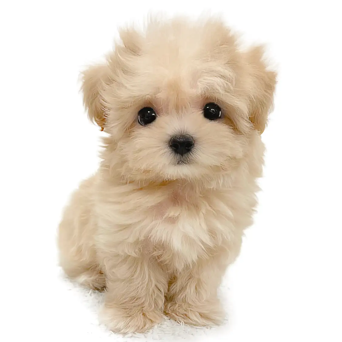 MIX（マルチーズ×トイプードル）