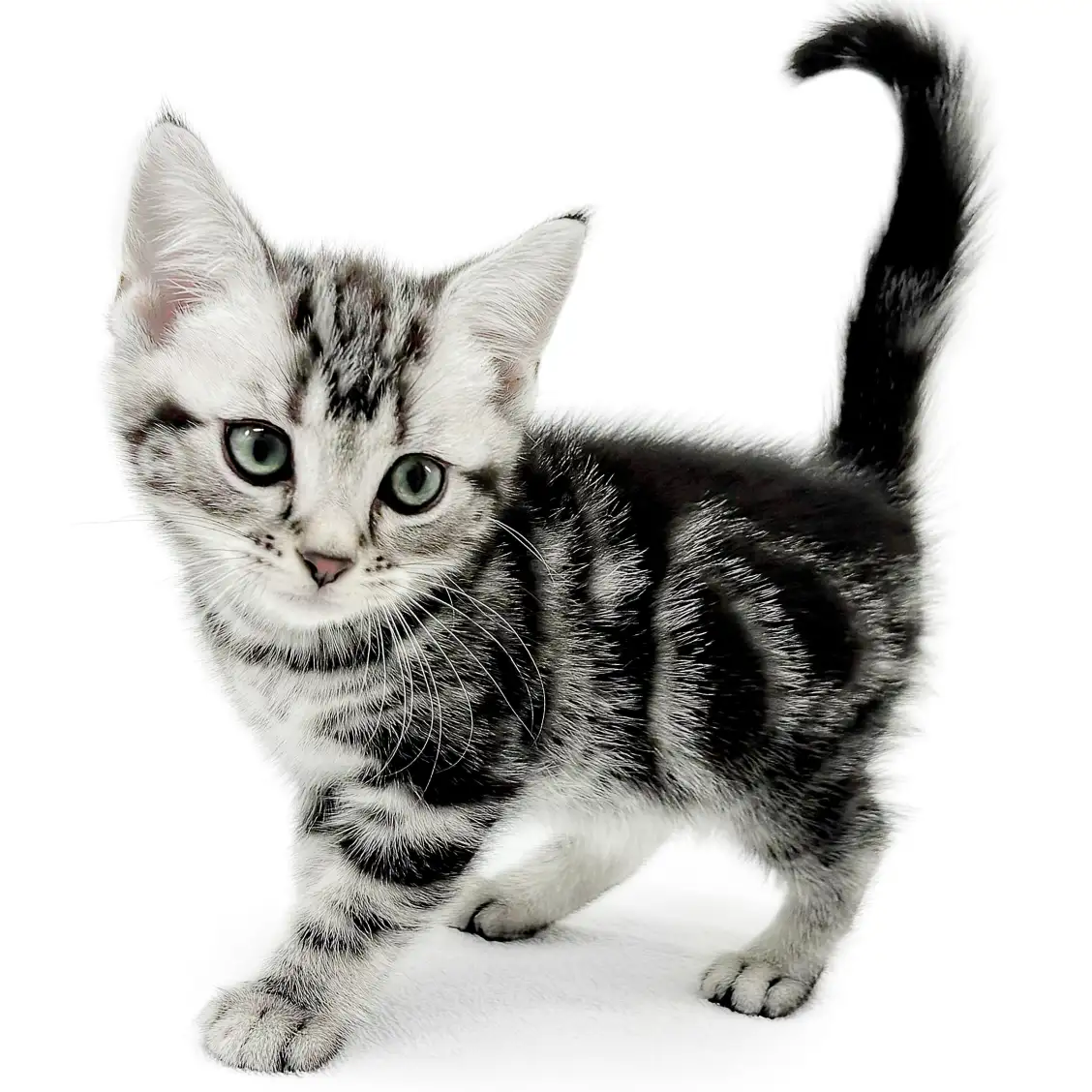 アメリカンショートヘア