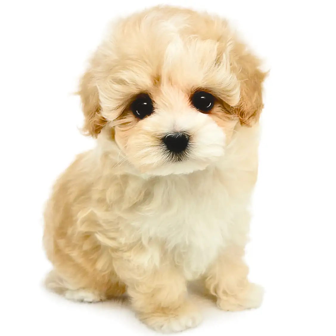 MIX(マルチーズ×トイプードル)