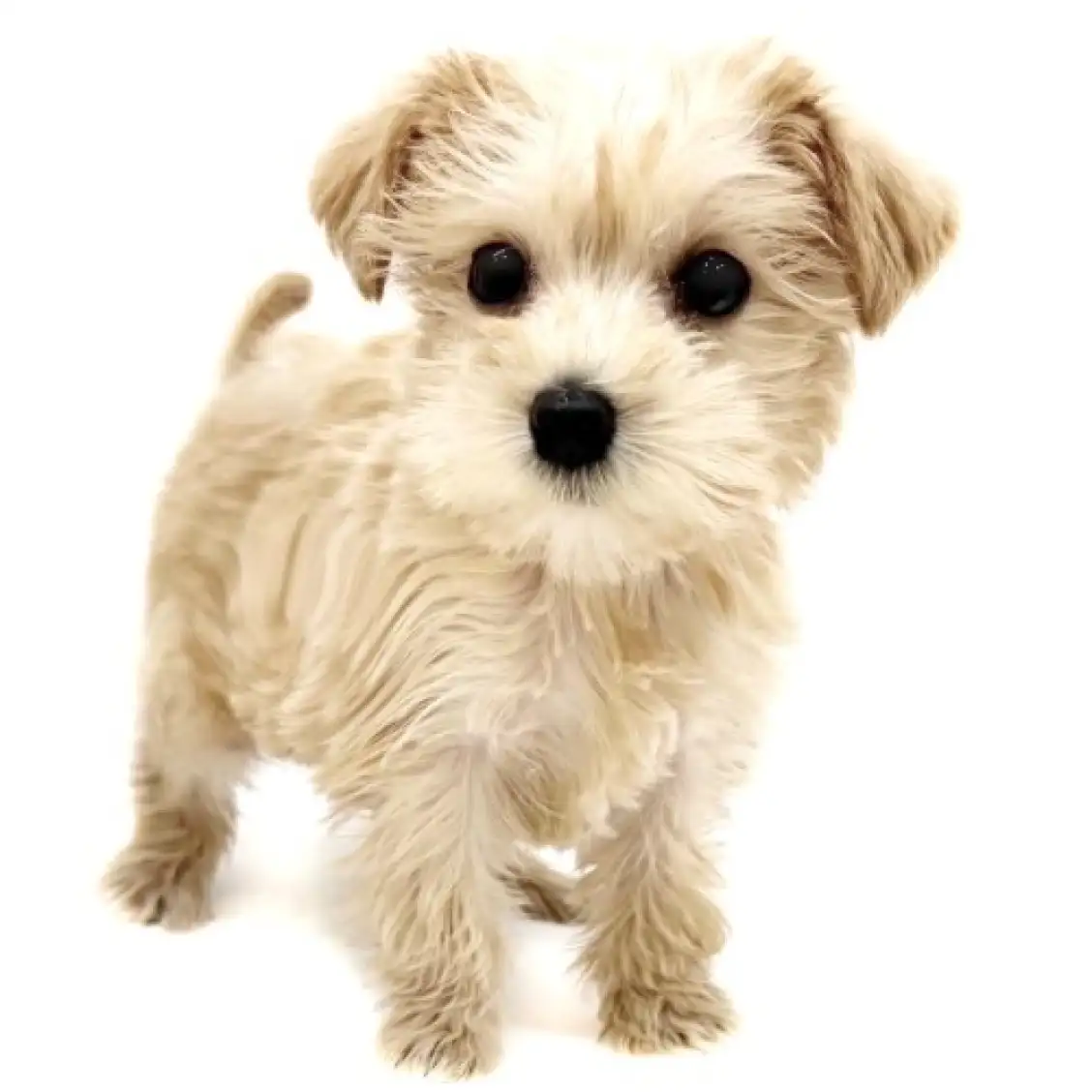 MIX(トイプードル×ミニチュアシュナウザー)