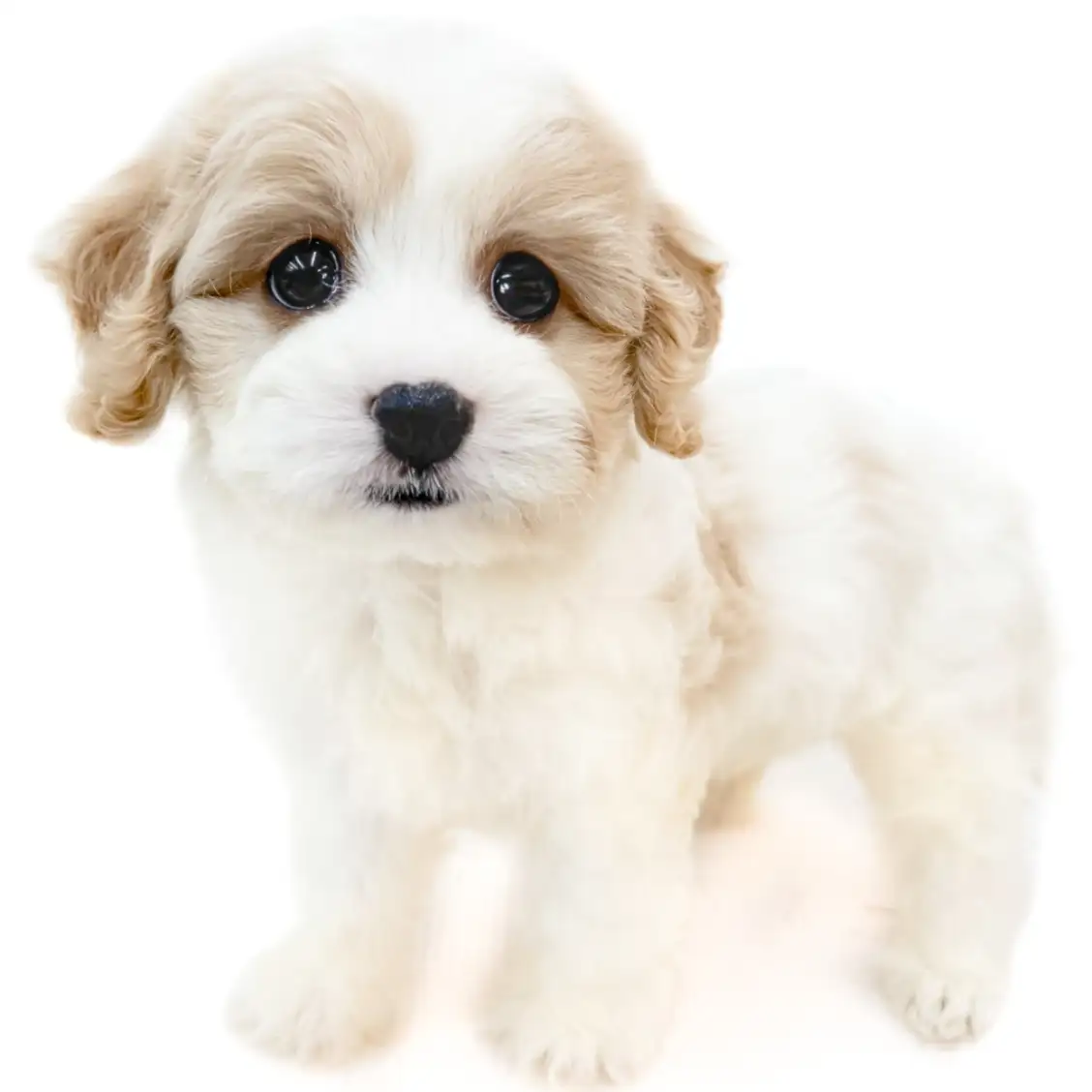 MIX(キャバリアキングチャールズスパニエル×ビションフリーゼ)