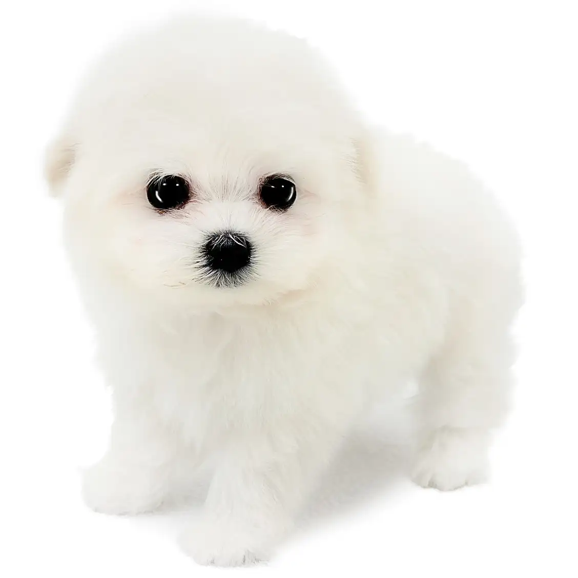 MIX(チワワ×マルチーズ)