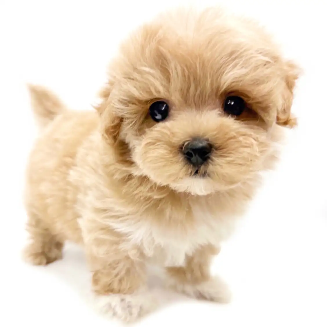 MIX(マルチーズ×トイプードル)