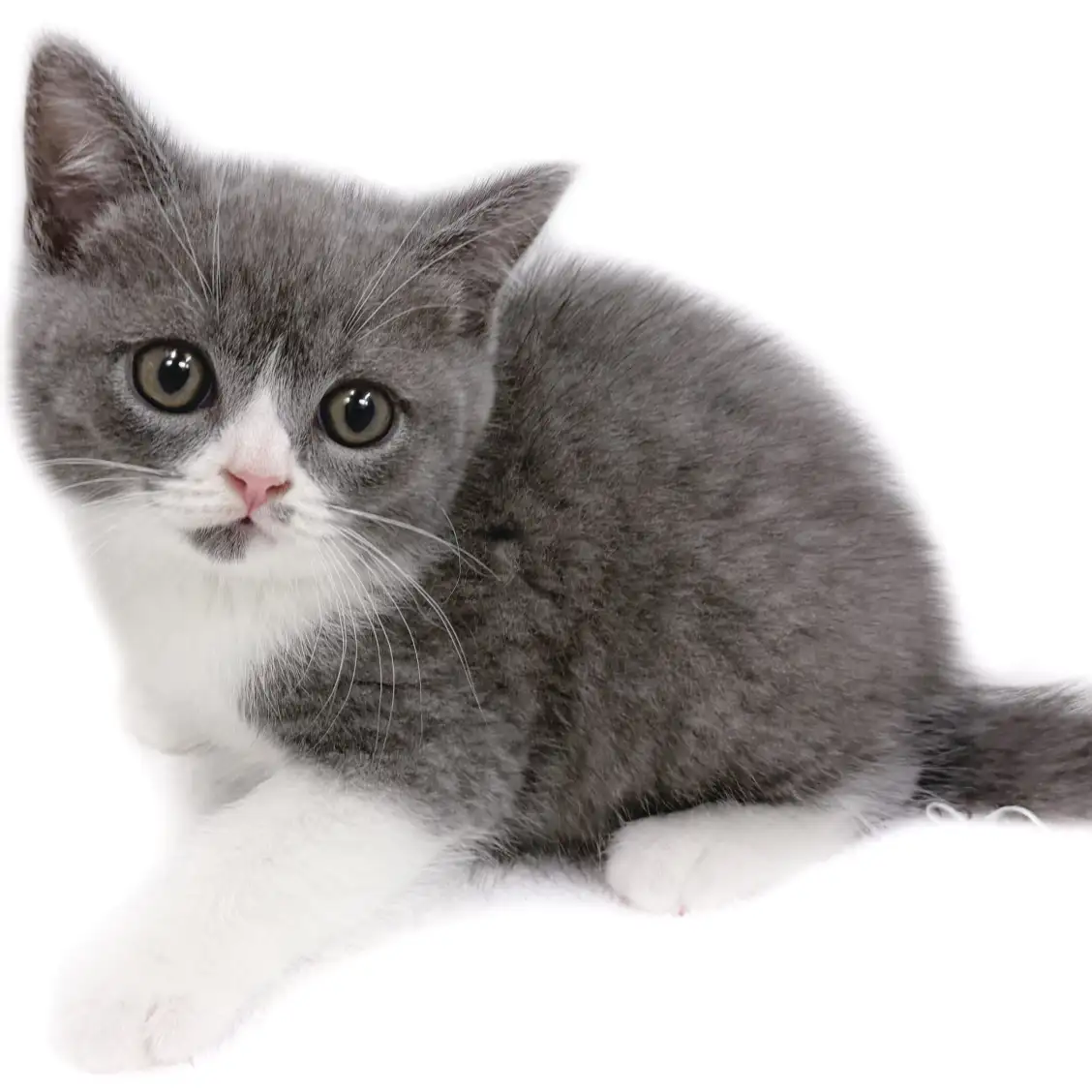 ブリティッシュショートヘア