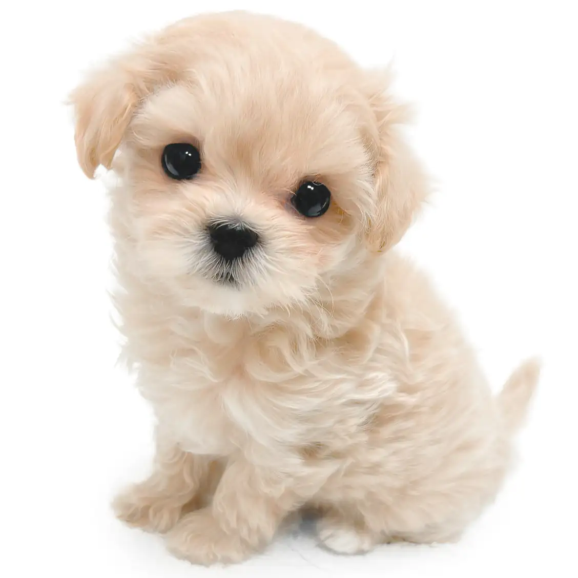 MIX（マルチーズ×トイプードル）