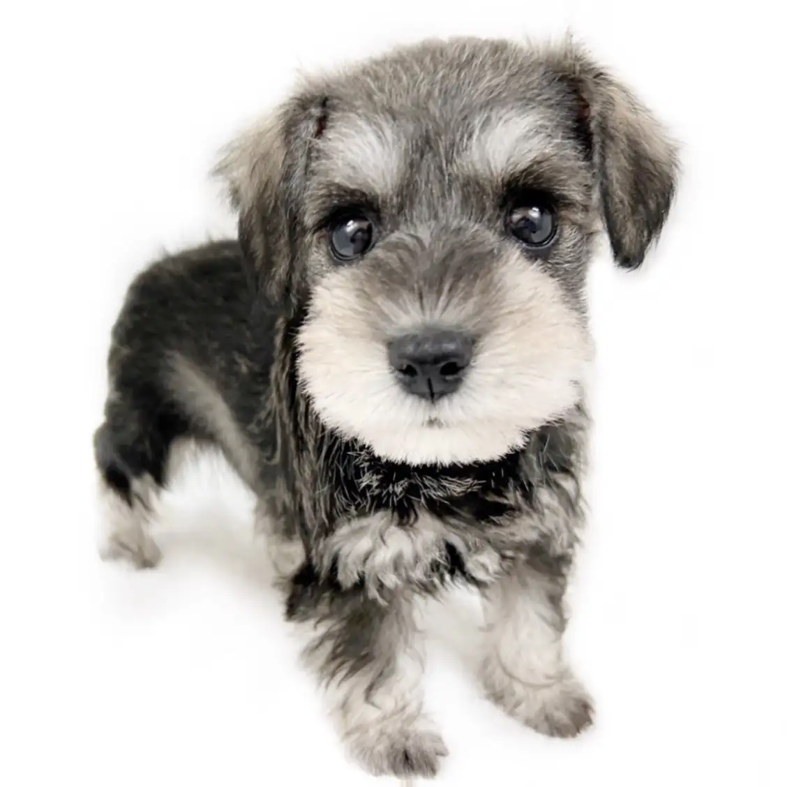 ミニチュア・シュナウザー