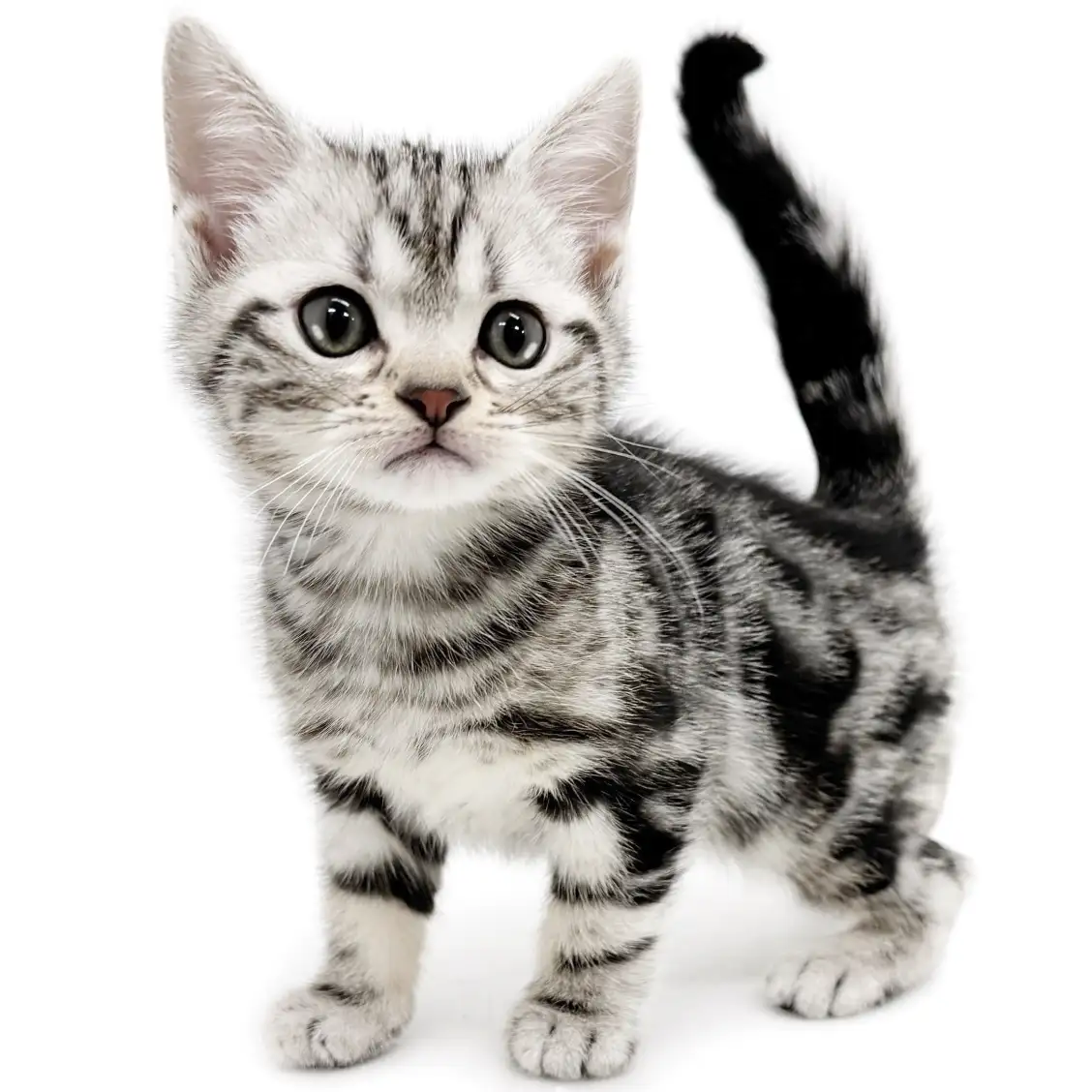 アメリカンショートヘア