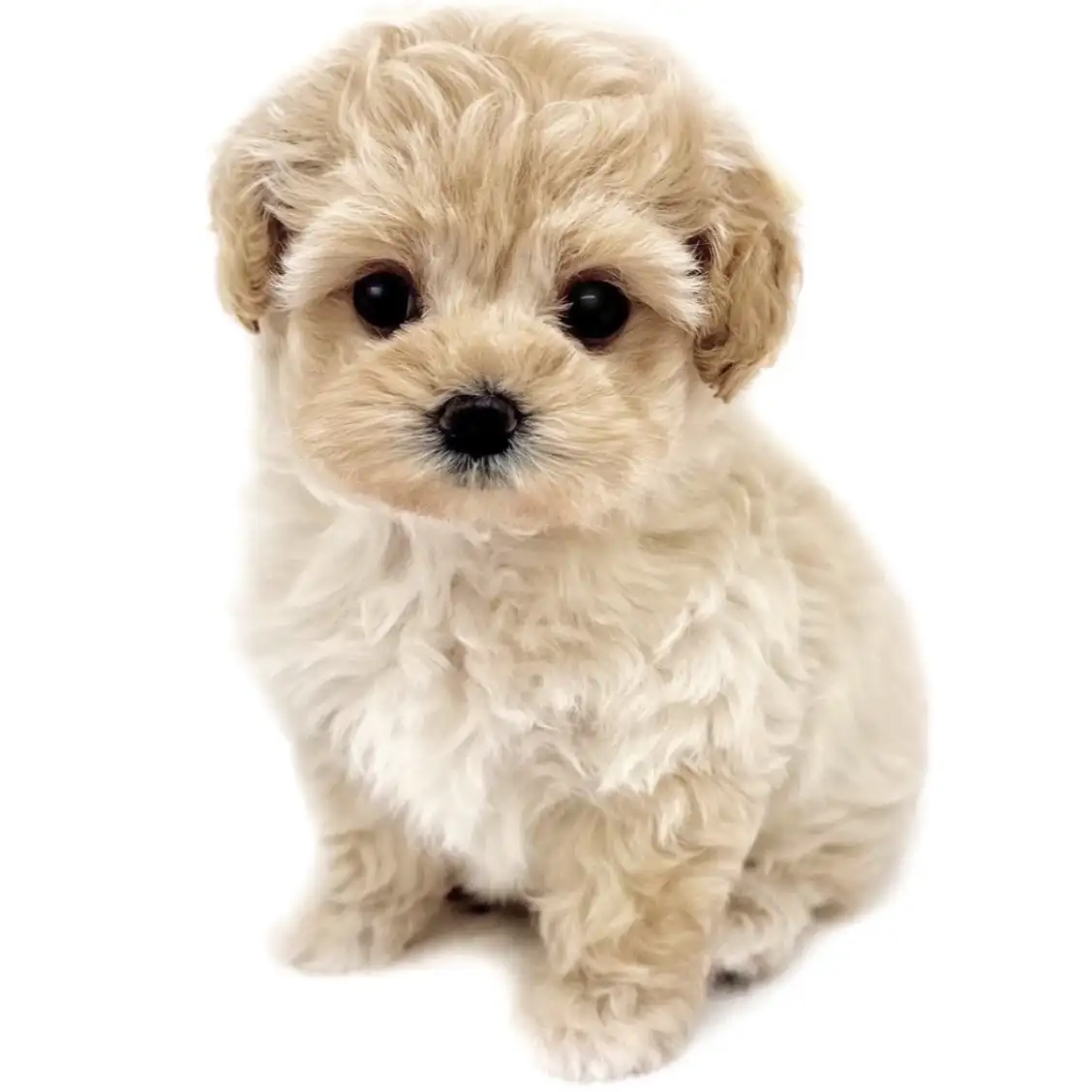 MIX(マルチーズ×トイプードル)