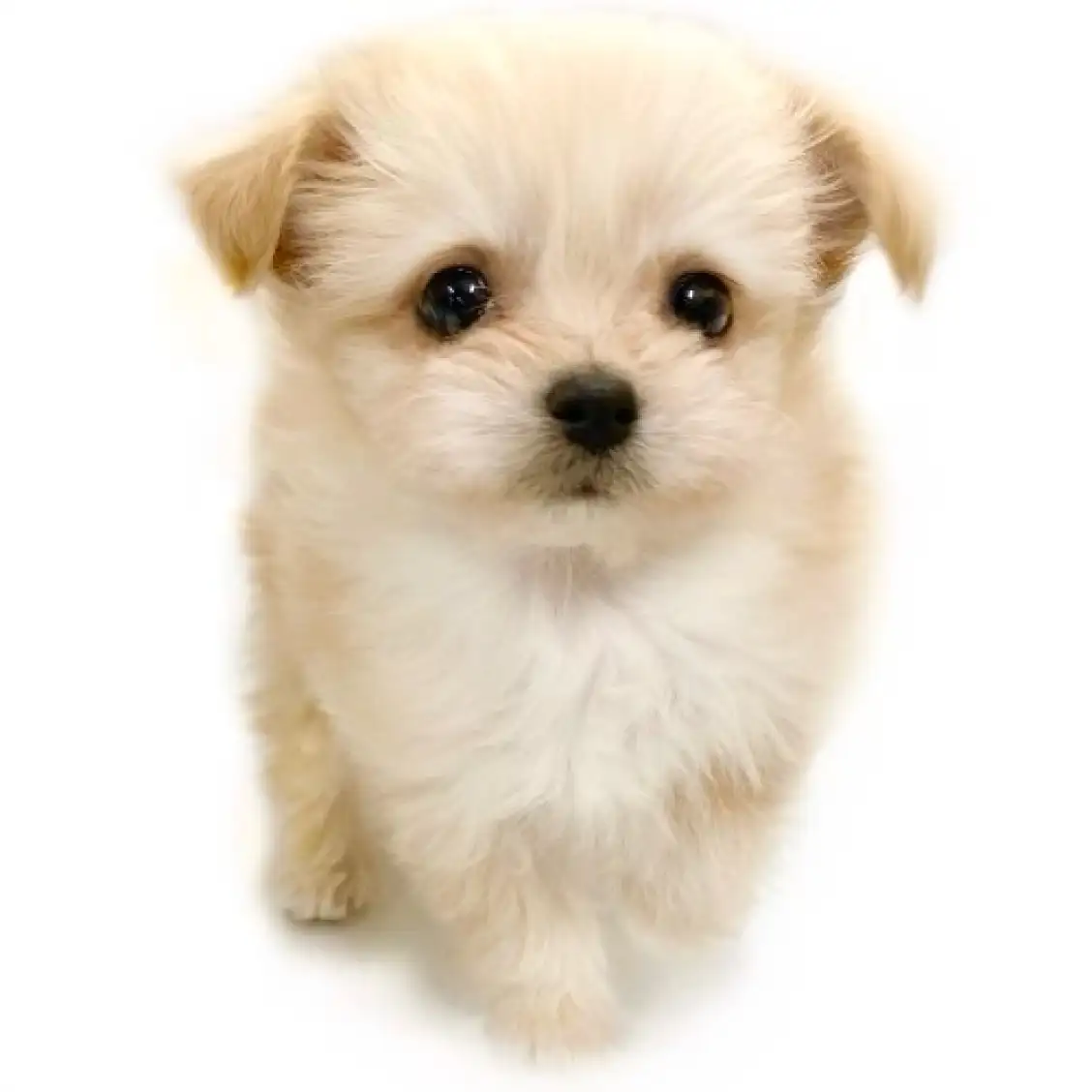 MIX(トイプードル×チワワ)