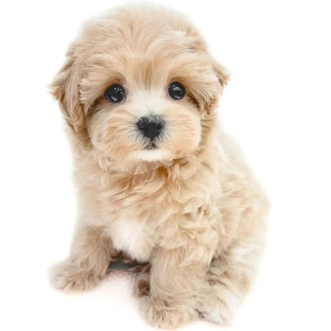 MIX(マルチーズ×トイプードル)