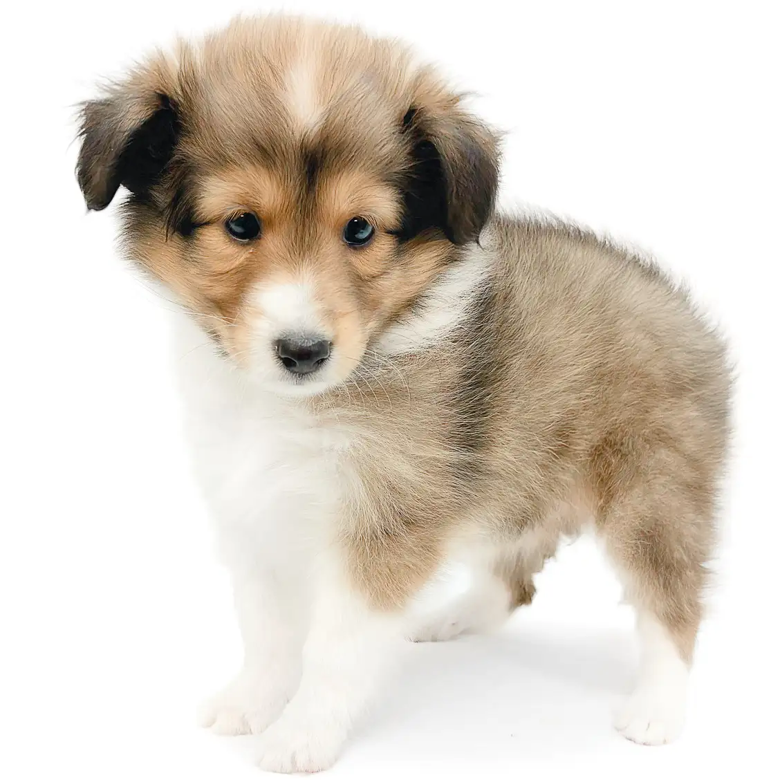 シェットランドシープドッグ