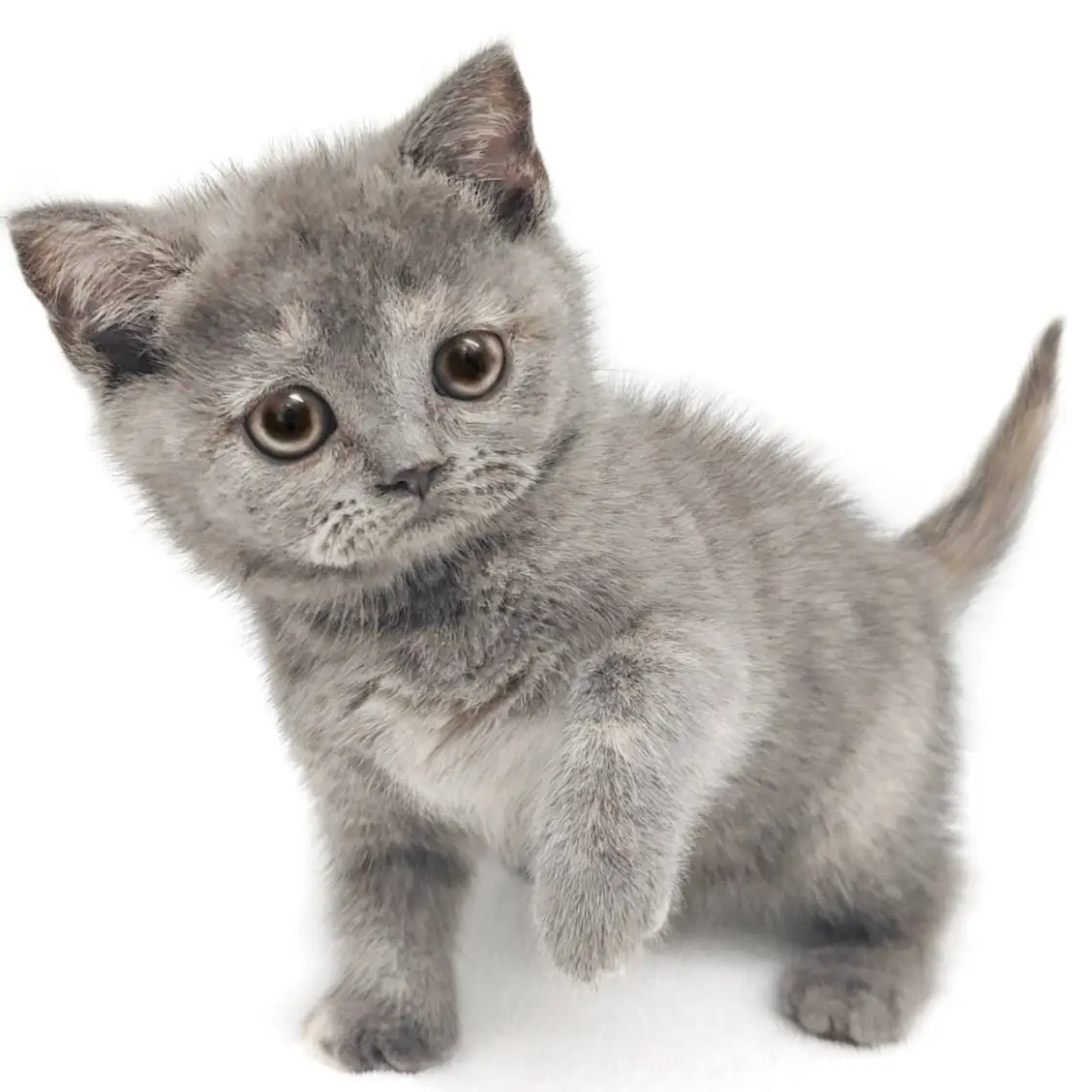 ブリティッシュショートヘア