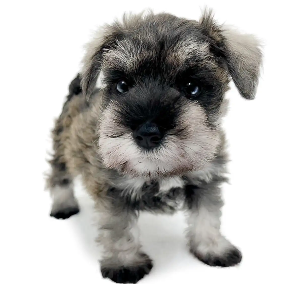 ミニチュア・シュナウザー