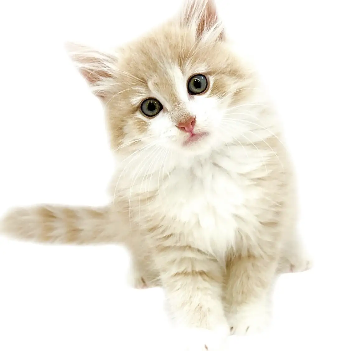 ノルウェージャンフォレストキャット