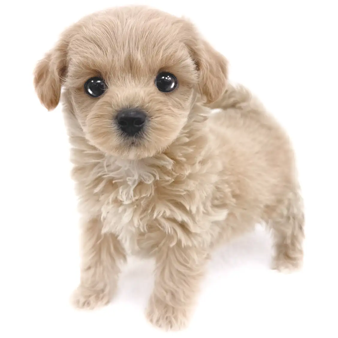 MIX（トイプードル×チワワ）