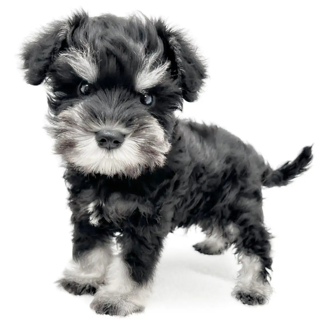 ミニチュア・シュナウザー