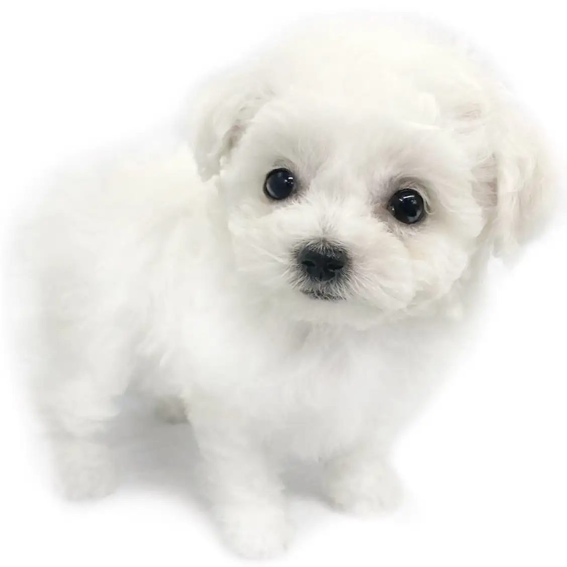 ビションフリーゼ