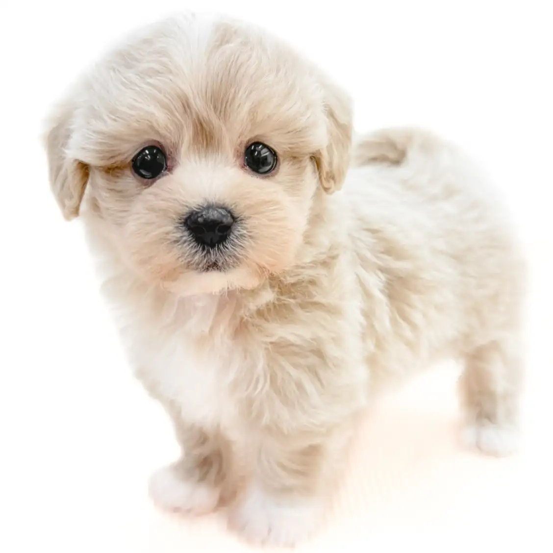 MIX(マルチーズ×トイプードル)