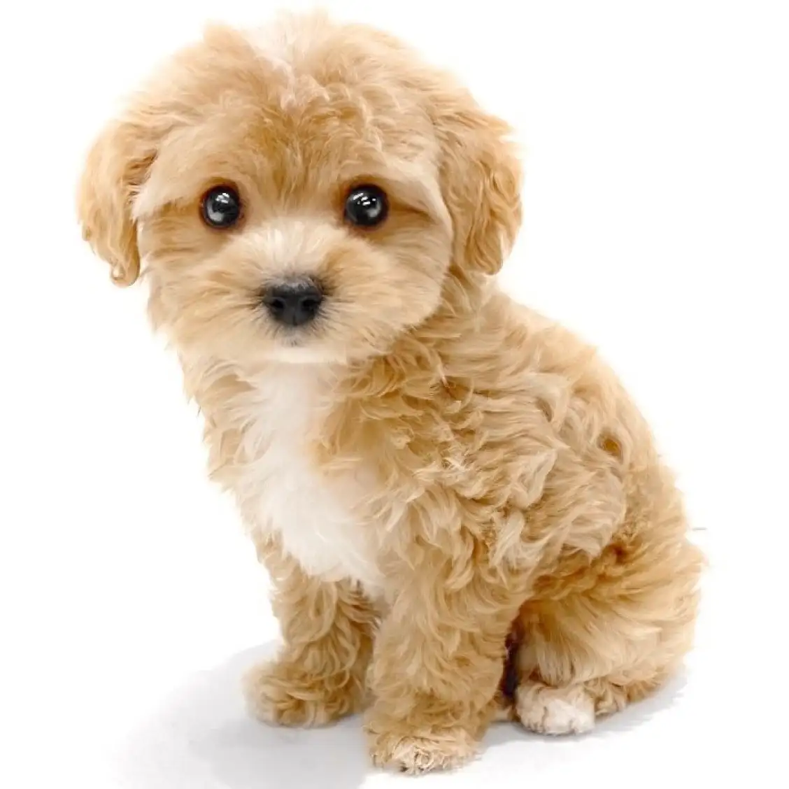 MIX（トイプードル×マルチーズ）