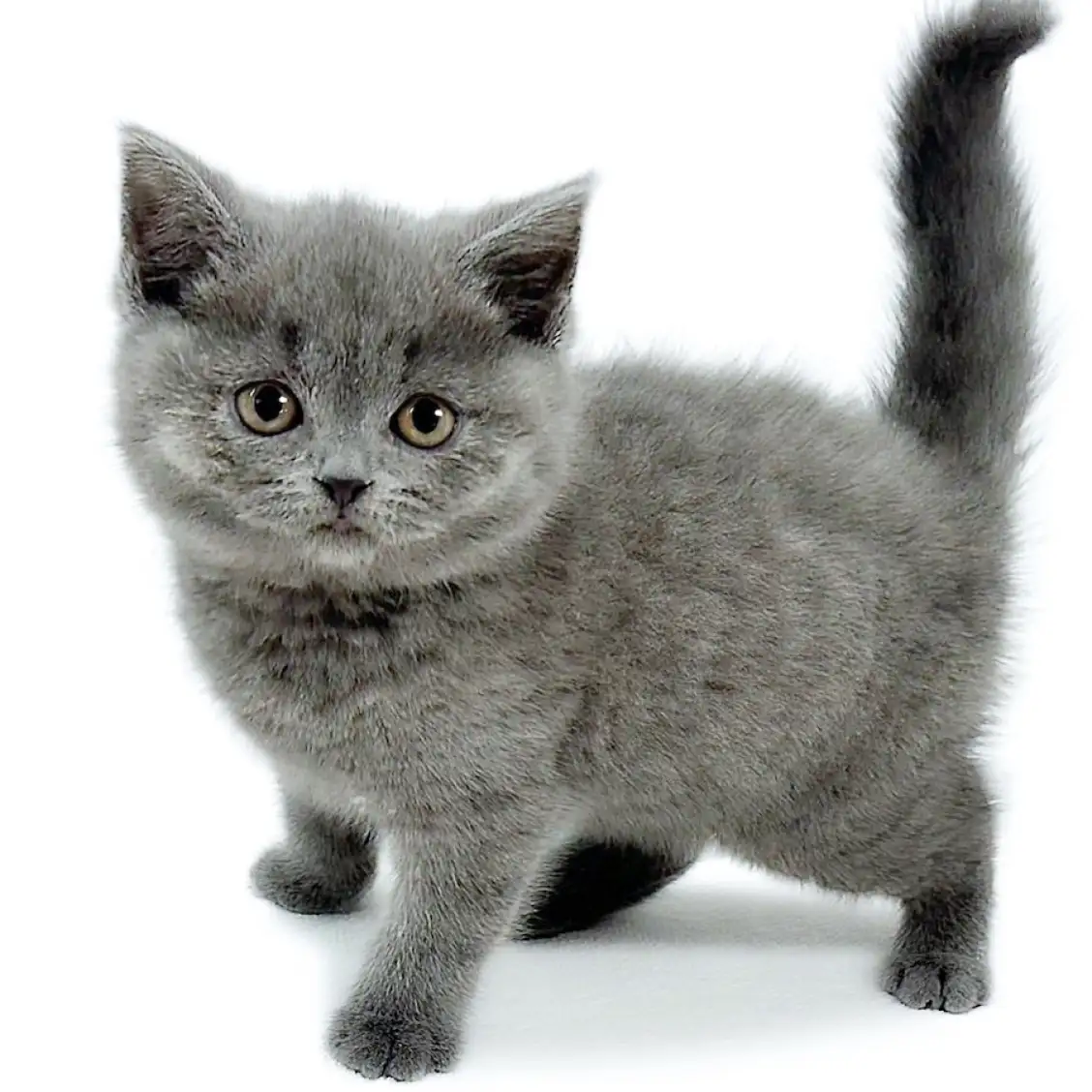 ブリティッシュショートヘア