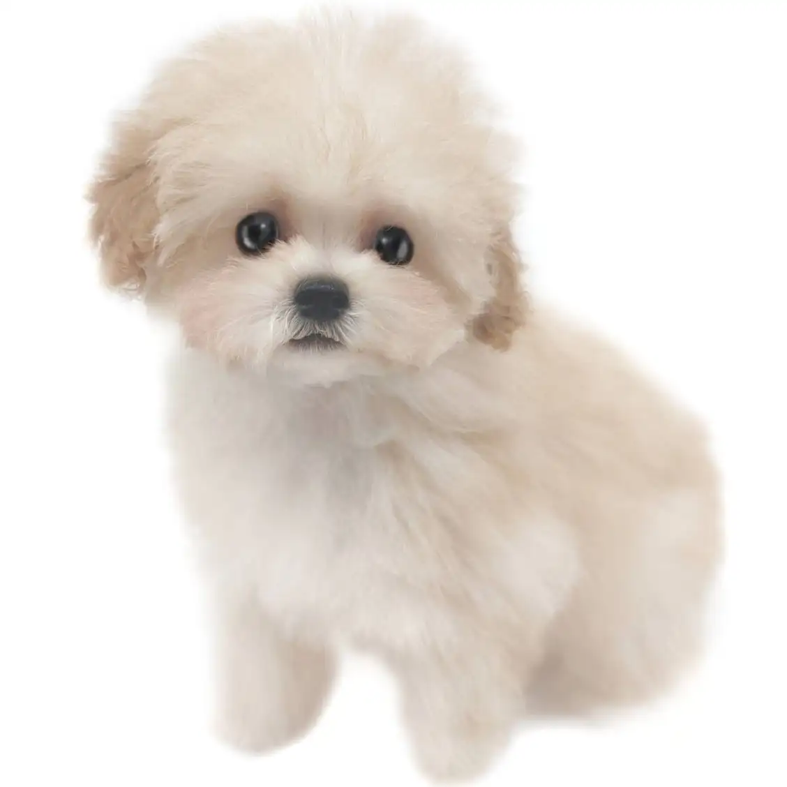 MIX（トイプードル×マルチーズ）