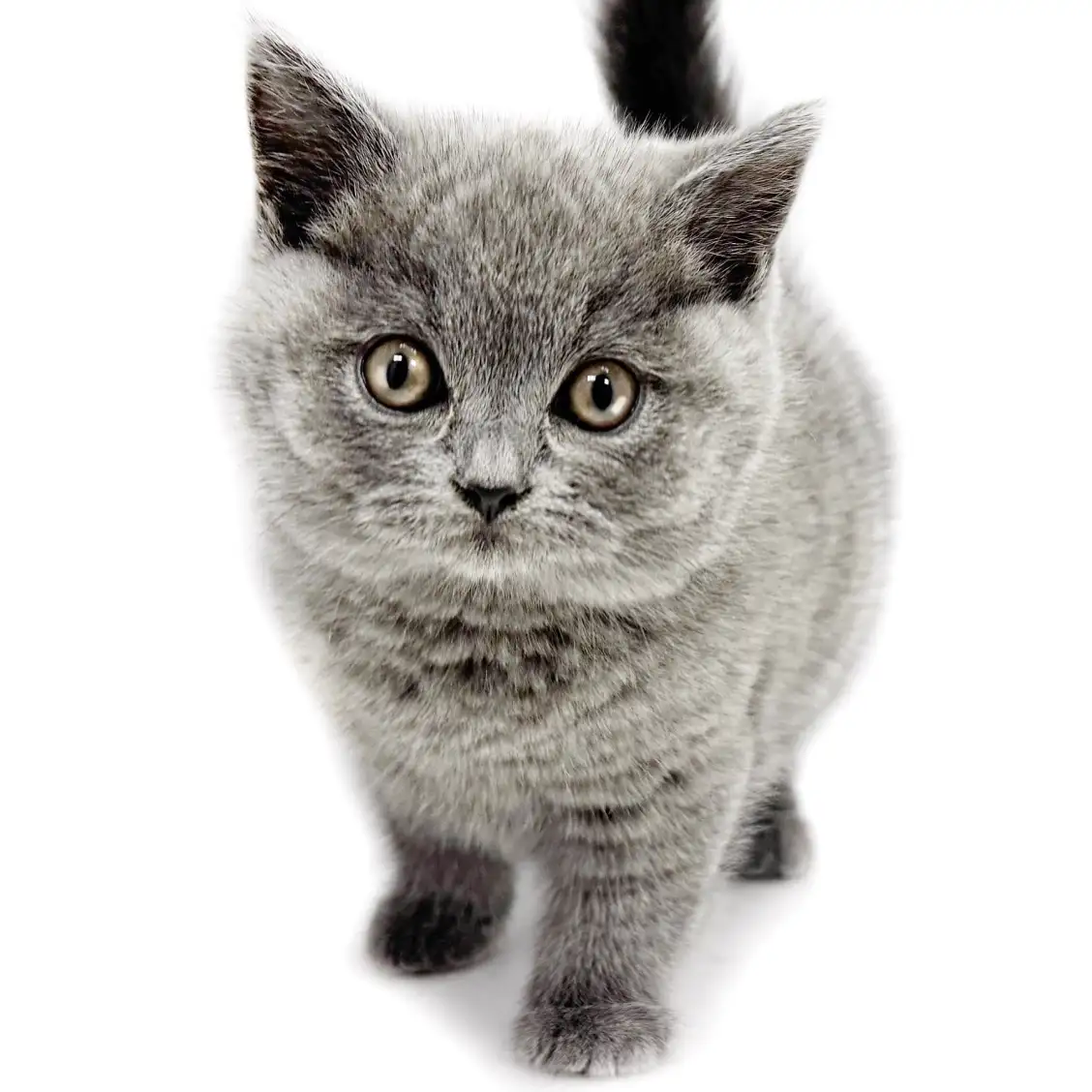 ブリティッシュショートヘア