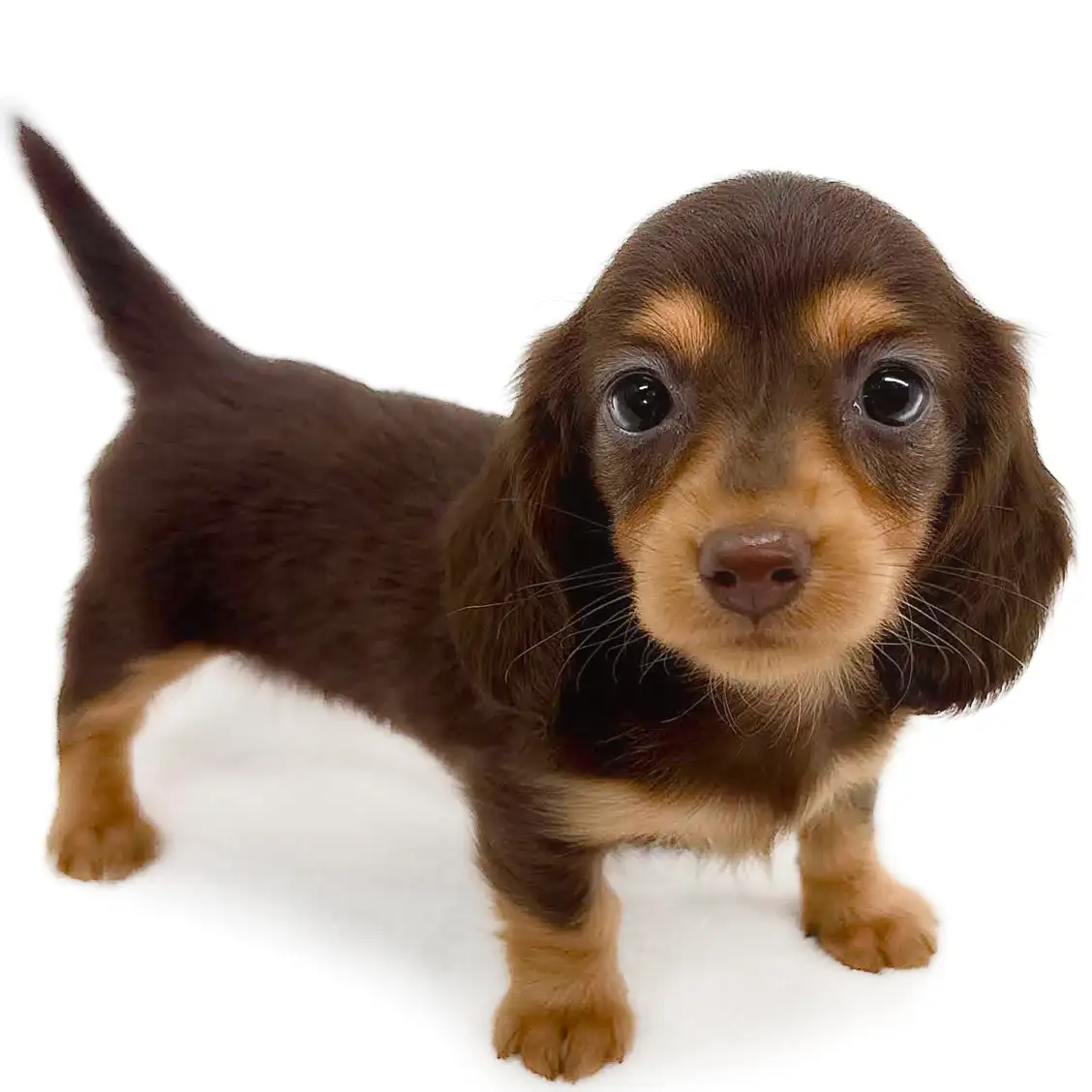 ミニチュア・ダックスフント