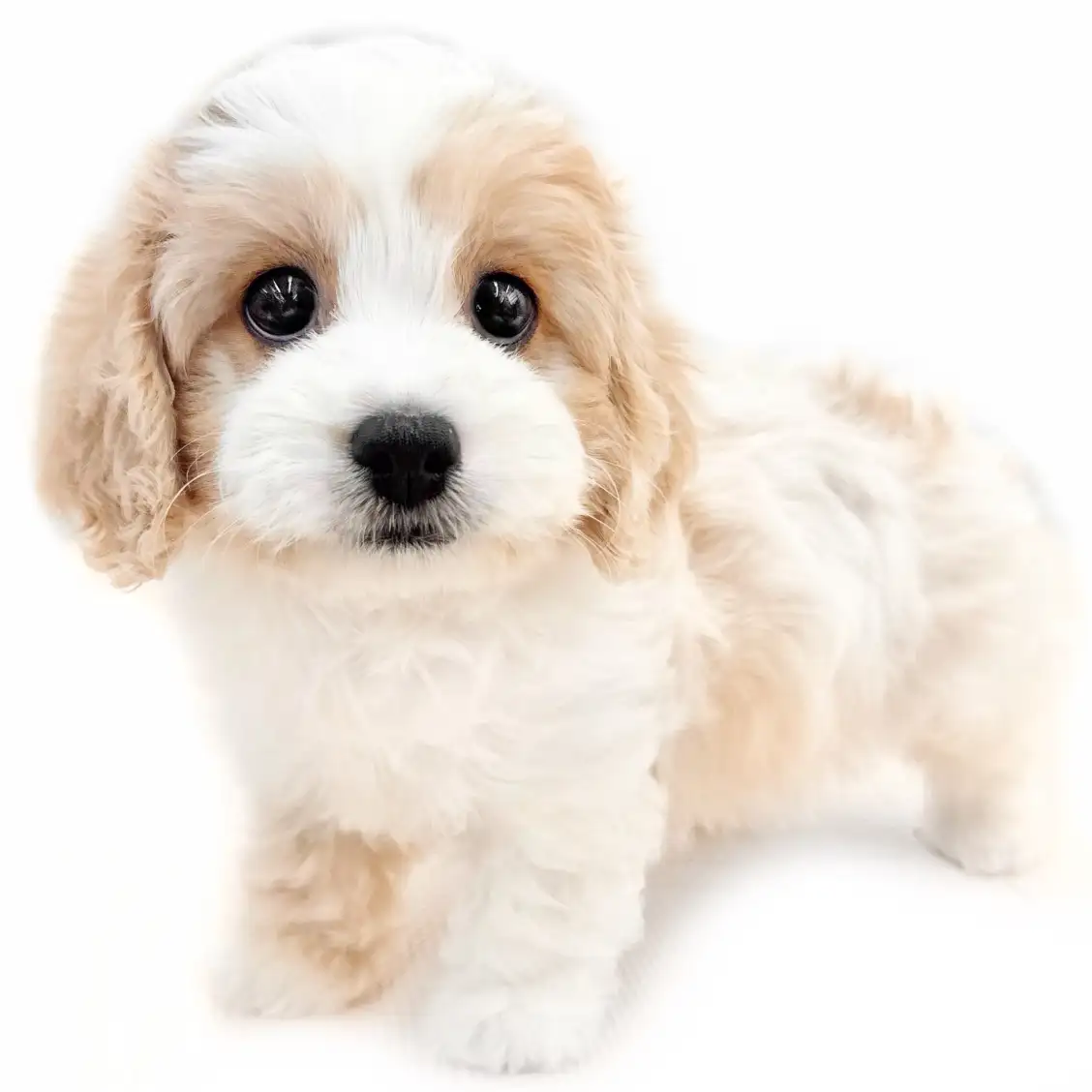 MIX(キャバリアキングチャールズスパニエル×ビションフリーゼ)