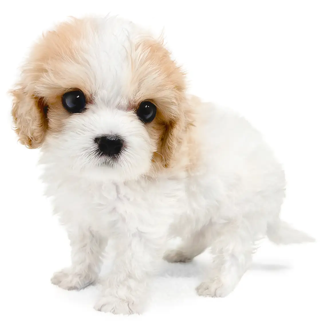 MIX(キャバリアキングチャールズスパニエル×ビションフリーゼ)