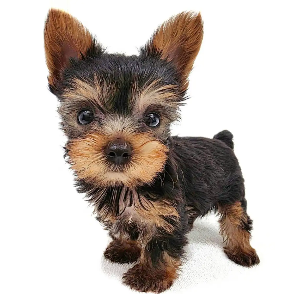 ヨークシャーテリア