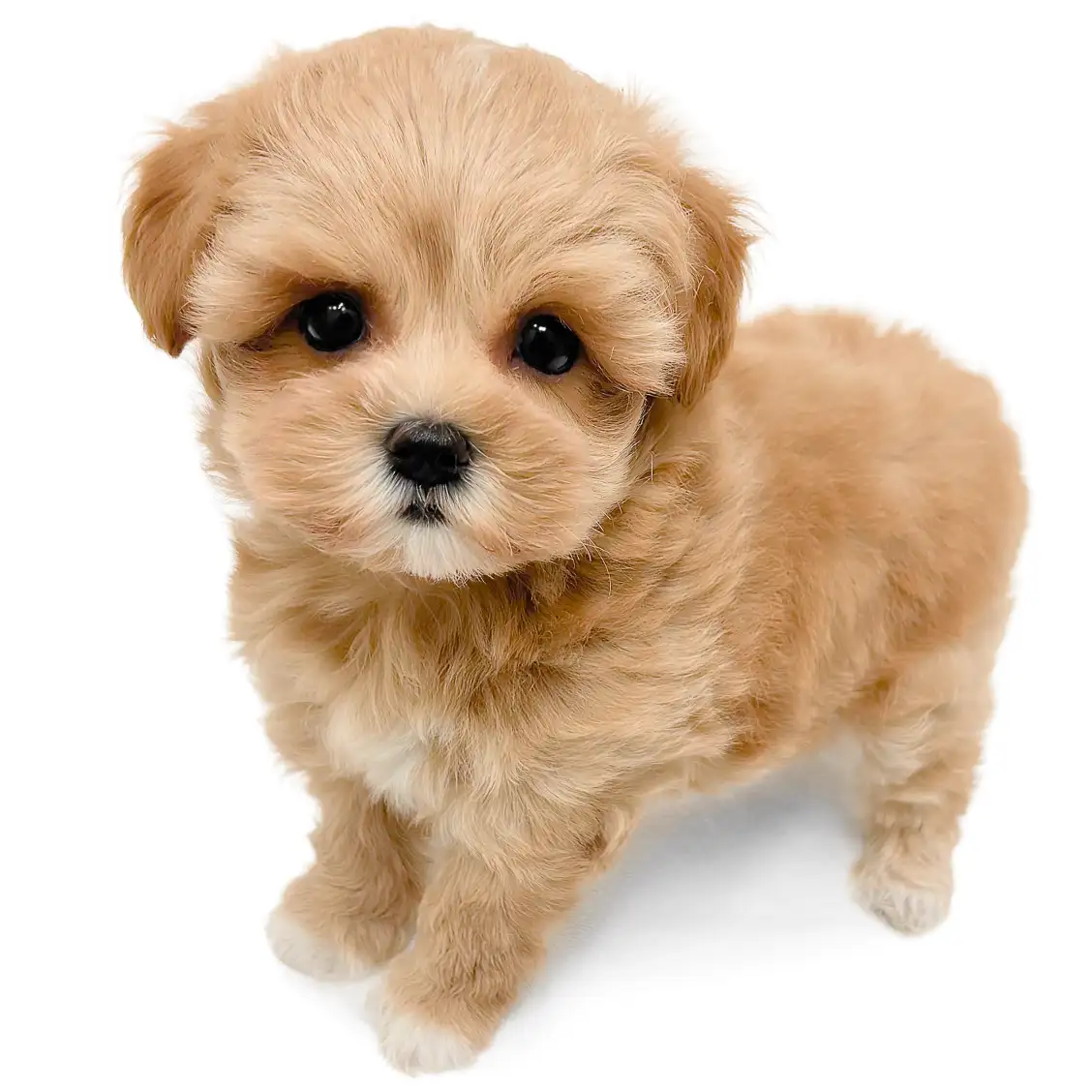 MIX(マルチーズ×トイプードル)