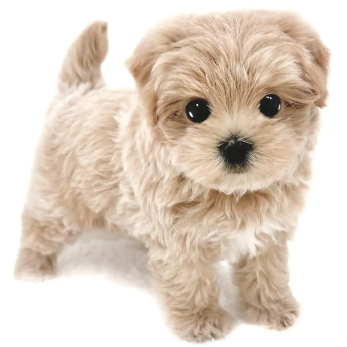 MIX（トイプードル×マルチーズ）