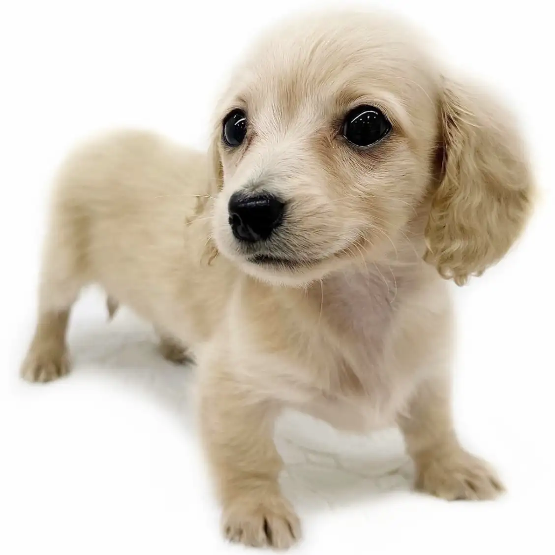 ミニチュア・ダックスフント